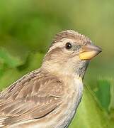 Rock Sparrow