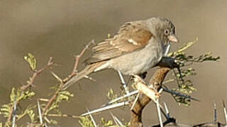 Southern Grey-headed Sparrow