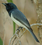 Leaden Flycatcher