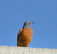 Common Rock Thrush