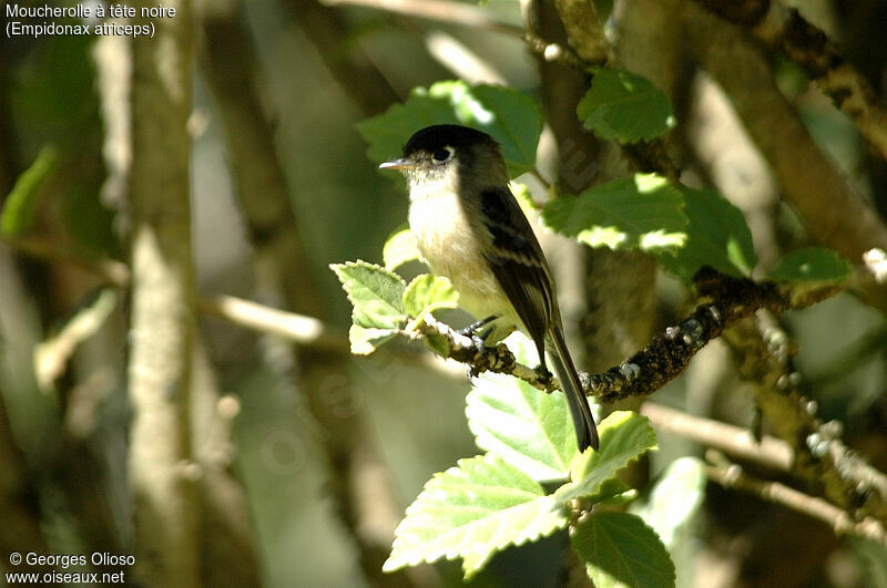 Black-capped Flycatcher