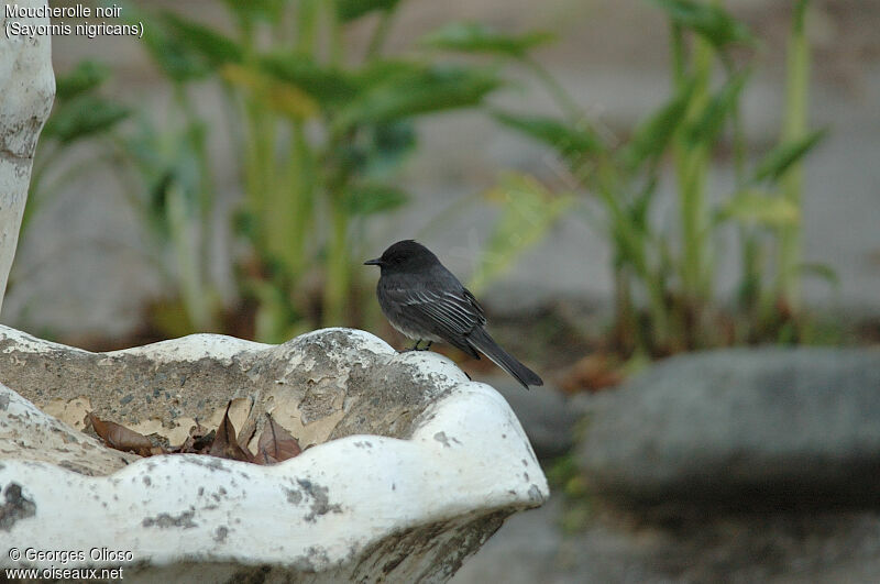 Black Phoebe