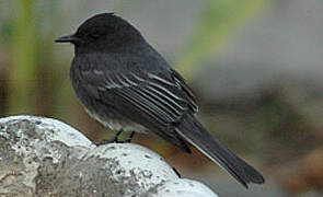 Black Phoebe