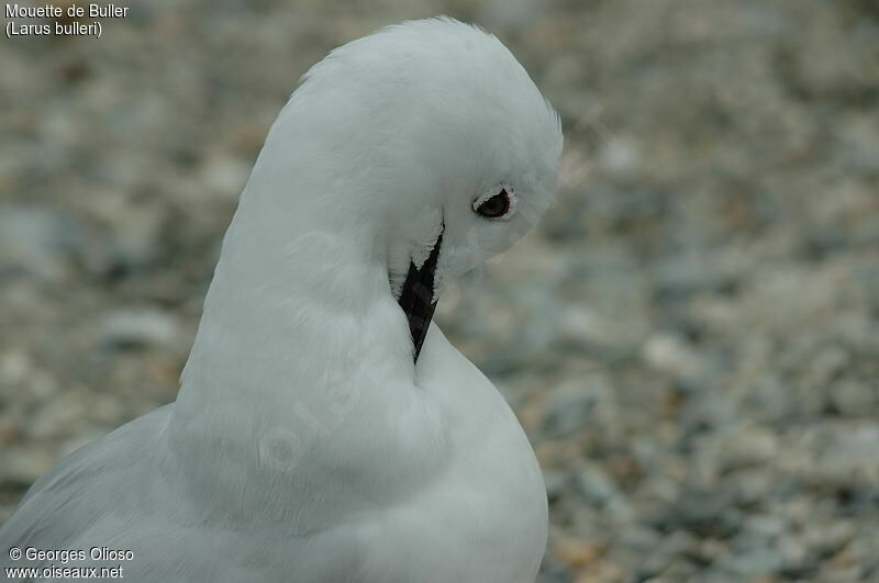 Black-billed Gull