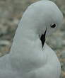 Mouette de Buller