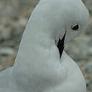 Mouette de Buller