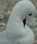 Mouette de Buller