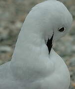 Mouette de Buller