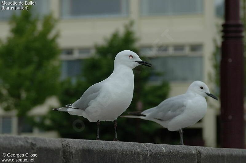 Mouette de Buller