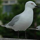 Mouette de Buller