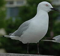 Black-billed Gull