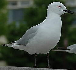 Mouette de Buller