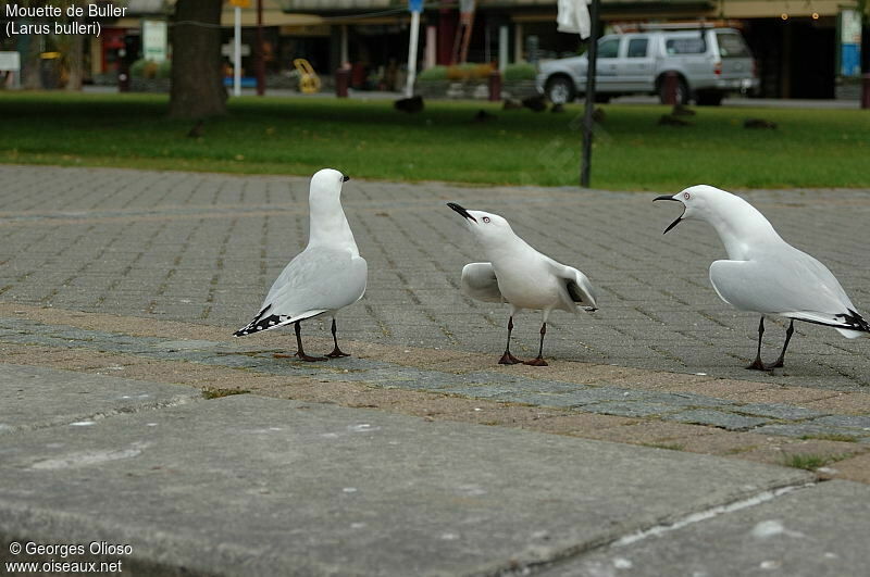 Mouette de Buller