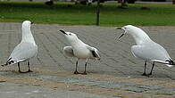 Mouette de Buller