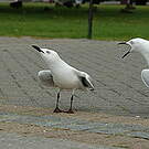 Mouette de Buller