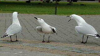 Black-billed Gull