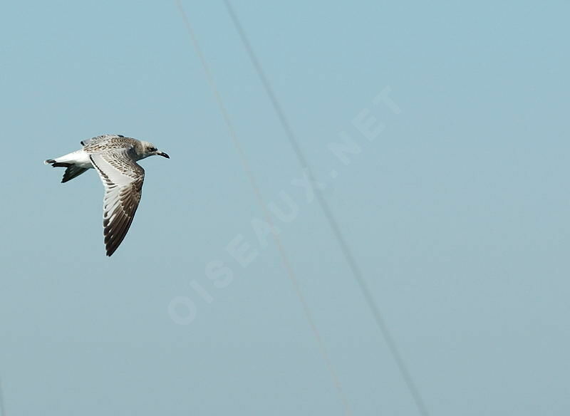 Mediterranean Gull