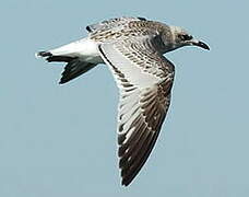 Mediterranean Gull