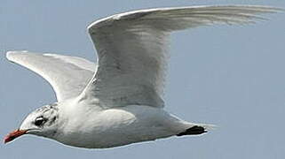 Mouette mélanocéphale