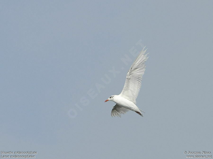 Mouette mélanocéphaleadulte internuptial