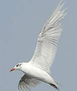 Mediterranean Gull