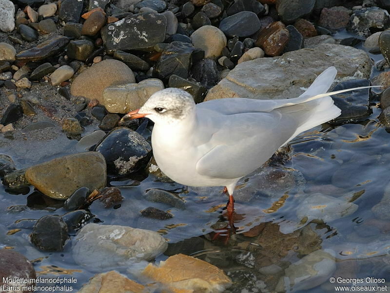 Mediterranean Gull, identification