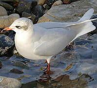 Mouette mélanocéphale