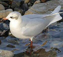 Mouette mélanocéphale