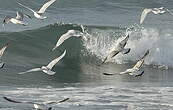 Mouette mélanocéphale