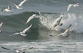 Mediterranean Gull