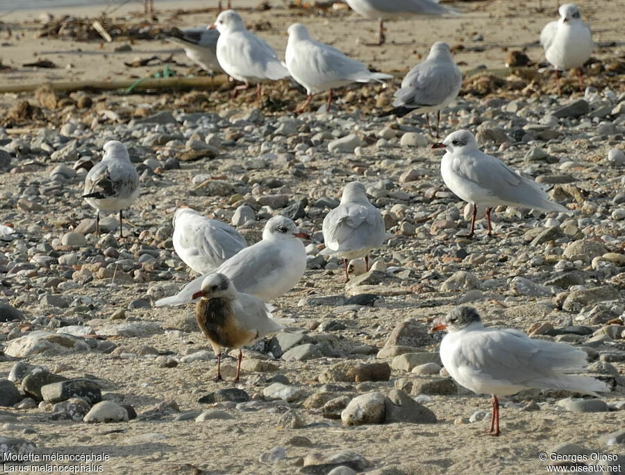 Mouette mélanocéphale, Comportement