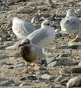 Mouette mélanocéphale