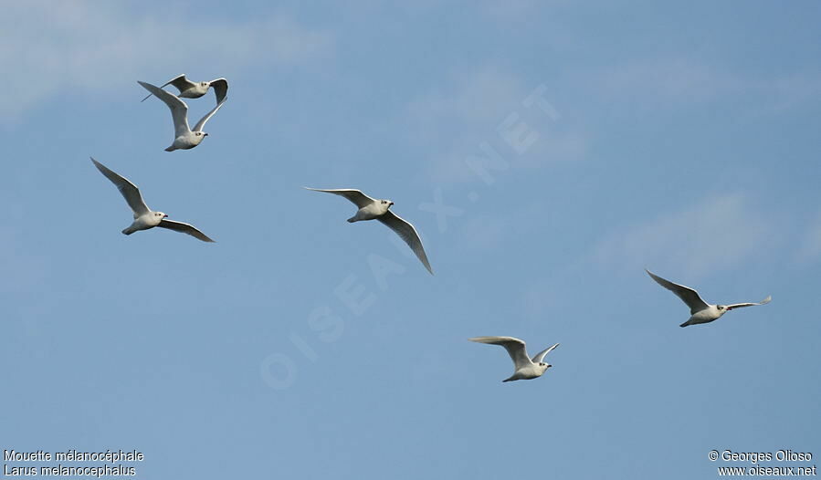 Mouette mélanocéphale, Vol