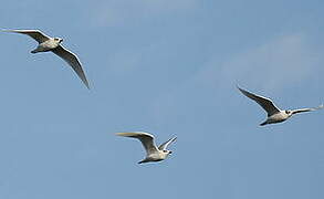 Mediterranean Gull