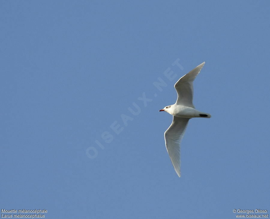 Mouette mélanocéphaleadulte internuptial, Vol