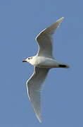 Mediterranean Gull