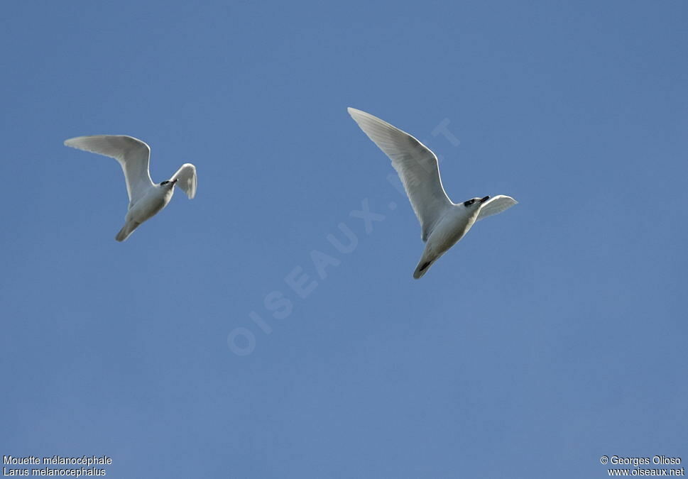 Mouette mélanocéphaleadulte internuptial, Vol