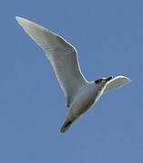 Mediterranean Gull