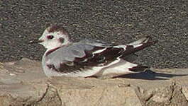 Mouette pygmée