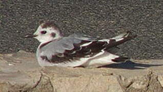 Little Gull