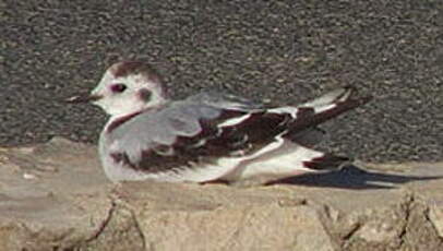 Mouette pygmée