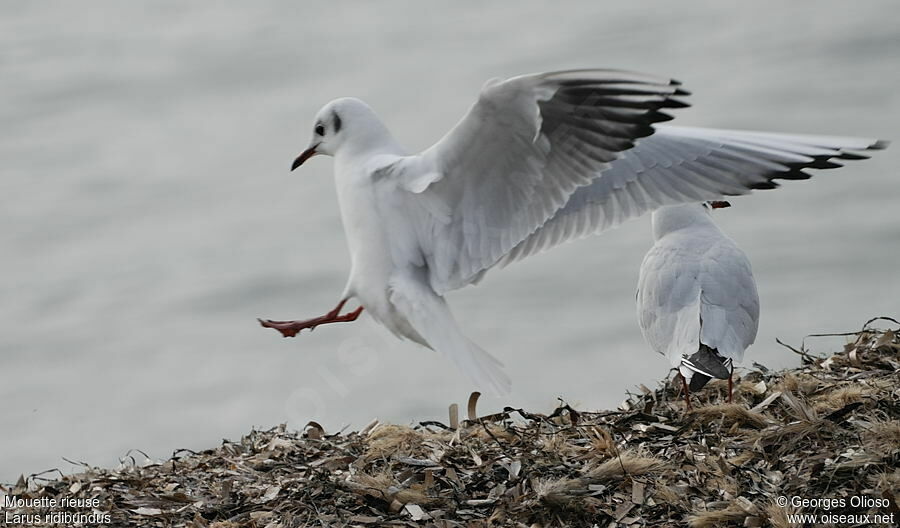 Black-headed Gulladult post breeding, identification, Flight, Behaviour