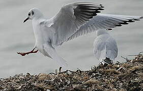 Mouette rieuse