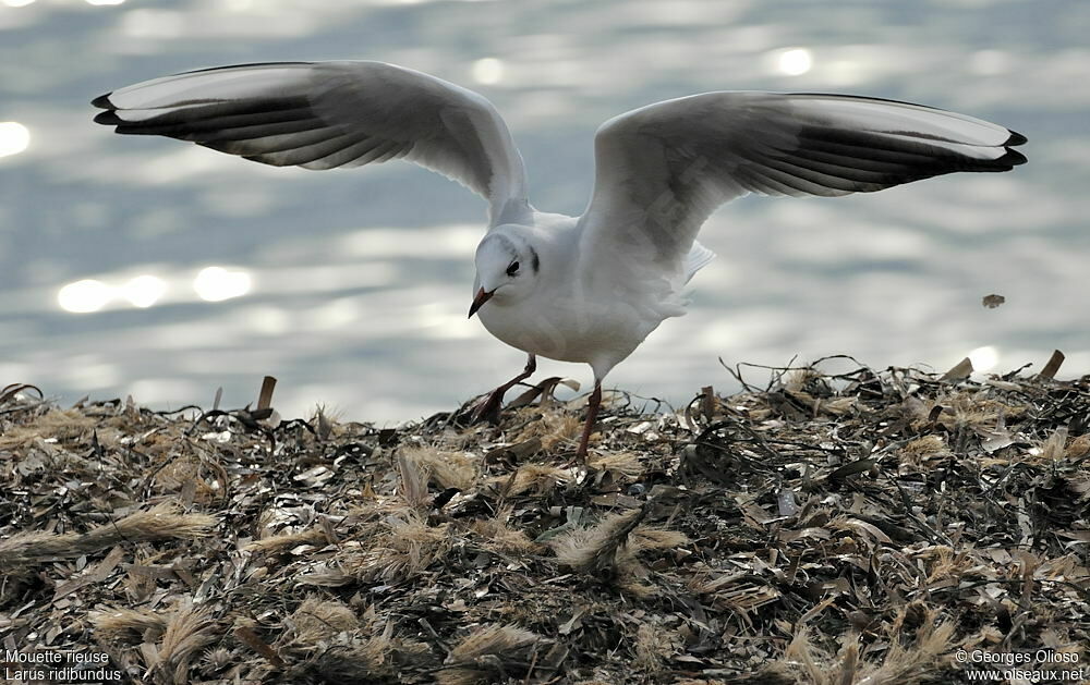 Mouette rieuseadulte internuptial, identification, Comportement