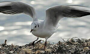 Mouette rieuse