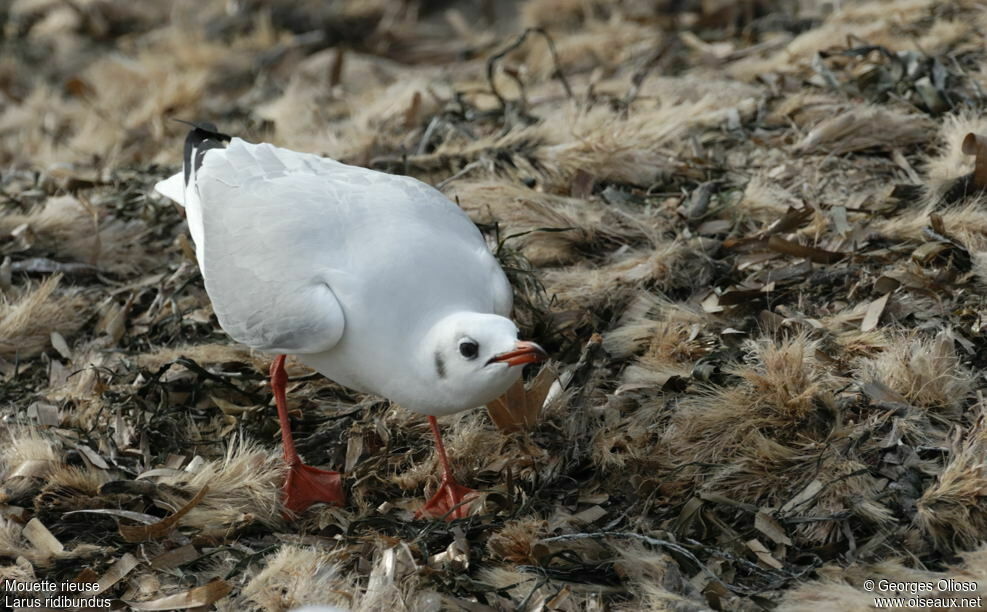 Mouette rieuseadulte internuptial, identification, Comportement