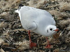 Mouette rieuse