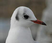 Mouette rieuse