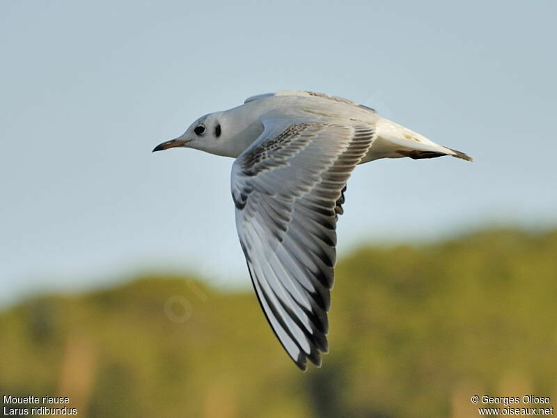 Mouette rieuse2ème année, Vol