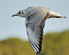 Mouette rieuse